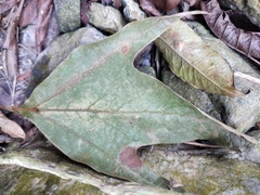 Platanus mexicana