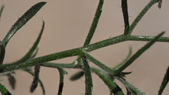 Johnstonella holoptera