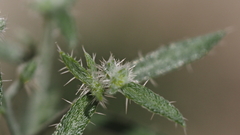 Johnstonella holoptera