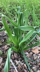 Chlorogalum pomeridianum