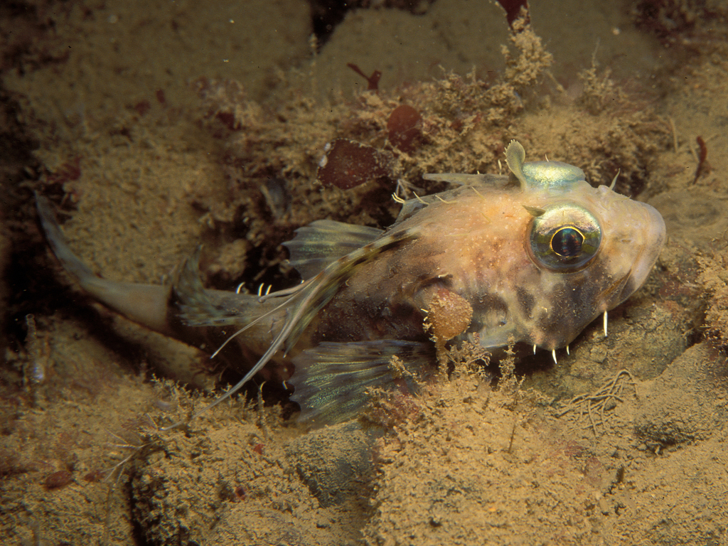 Threadfin Sculpin
