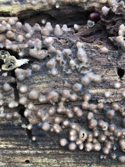 Helicogloea compressa