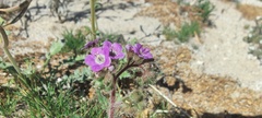 Phacelia crenulata minutiflora