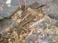 Pseudotriton ruber ruber