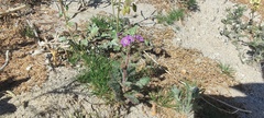Phacelia crenulata minutiflora