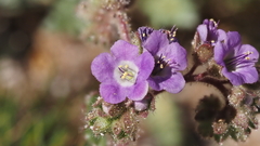Phacelia crenulata minutiflora