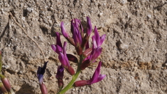 Astragalus crotalariae
