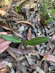 Cryptostylis