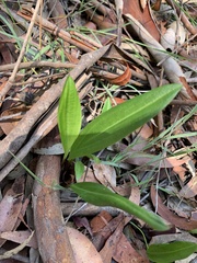 Cryptostylis