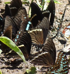 Papilio nireus