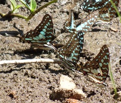 Graphium antheus