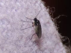 Sciaroidea