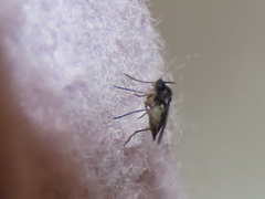 Sciaroidea