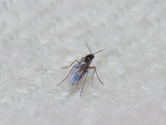 Sciaroidea