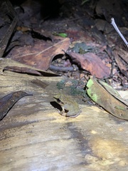 Pristimantis reichlei