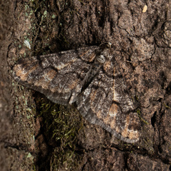 Agriopis dira