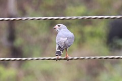 Kaupifalco monogrammicus