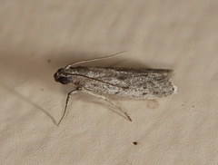 Pyralidae