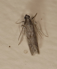 Pyralidae