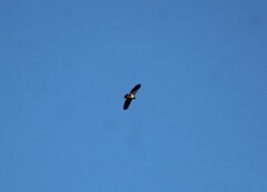 Haliaeetus leucocephalus
