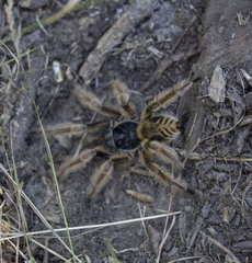 Phrixotrichus vulpinus