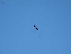 Haliaeetus leucocephalus