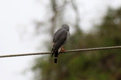 Kaupifalco monogrammicus