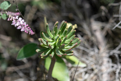 Echeveria quitensis