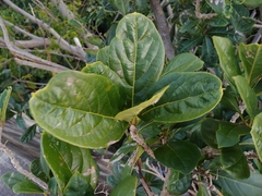 Cordia collococca