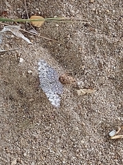 Hamadryas februa