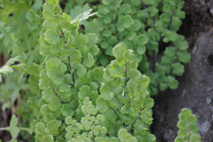 Adiantum gertrudis