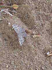 Hamadryas februa