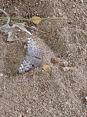 Hamadryas februa