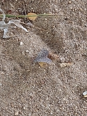 Hamadryas februa