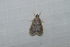 Scoparia basalis