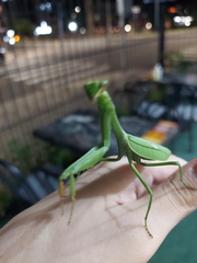 Stagmatoptera hyaloptera