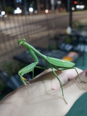 Stagmatoptera hyaloptera