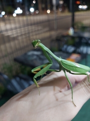 Stagmatoptera hyaloptera