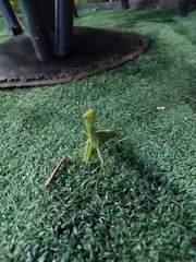Stagmatoptera hyaloptera
