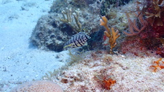 Serranus tigrinus