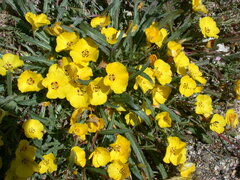 Camissoniopsis