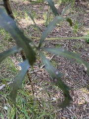 Pseudopanax crassifolius × lessonii