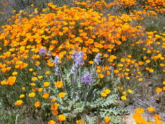 Salvia carduacea