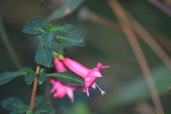 Fuchsia microphylla