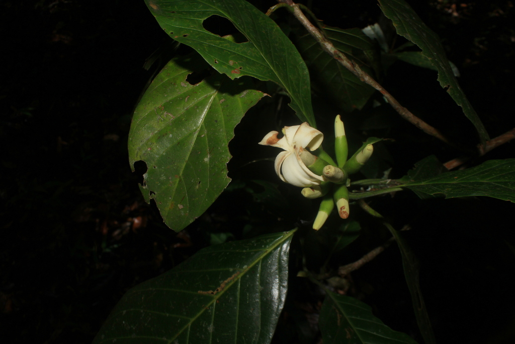 Alibertia mahechae