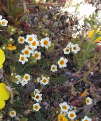 Polemoniaceae