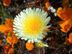 Malacothrix glabrata