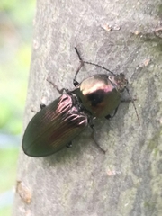 Selatosomus aeneus