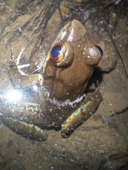 Lithobates maculatus