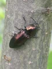 Selatosomus aeneus